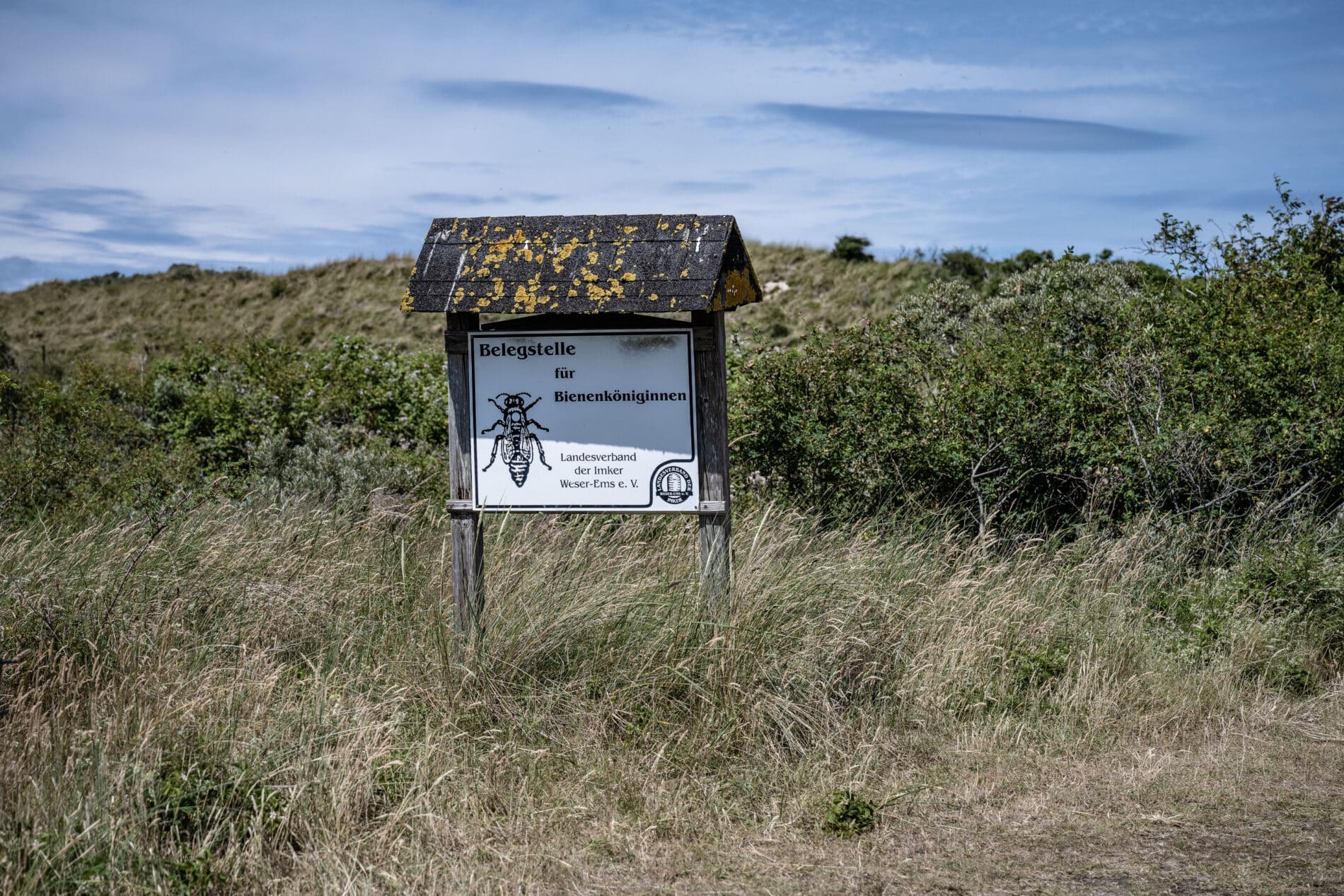 Bienen auf Juist Belegstation