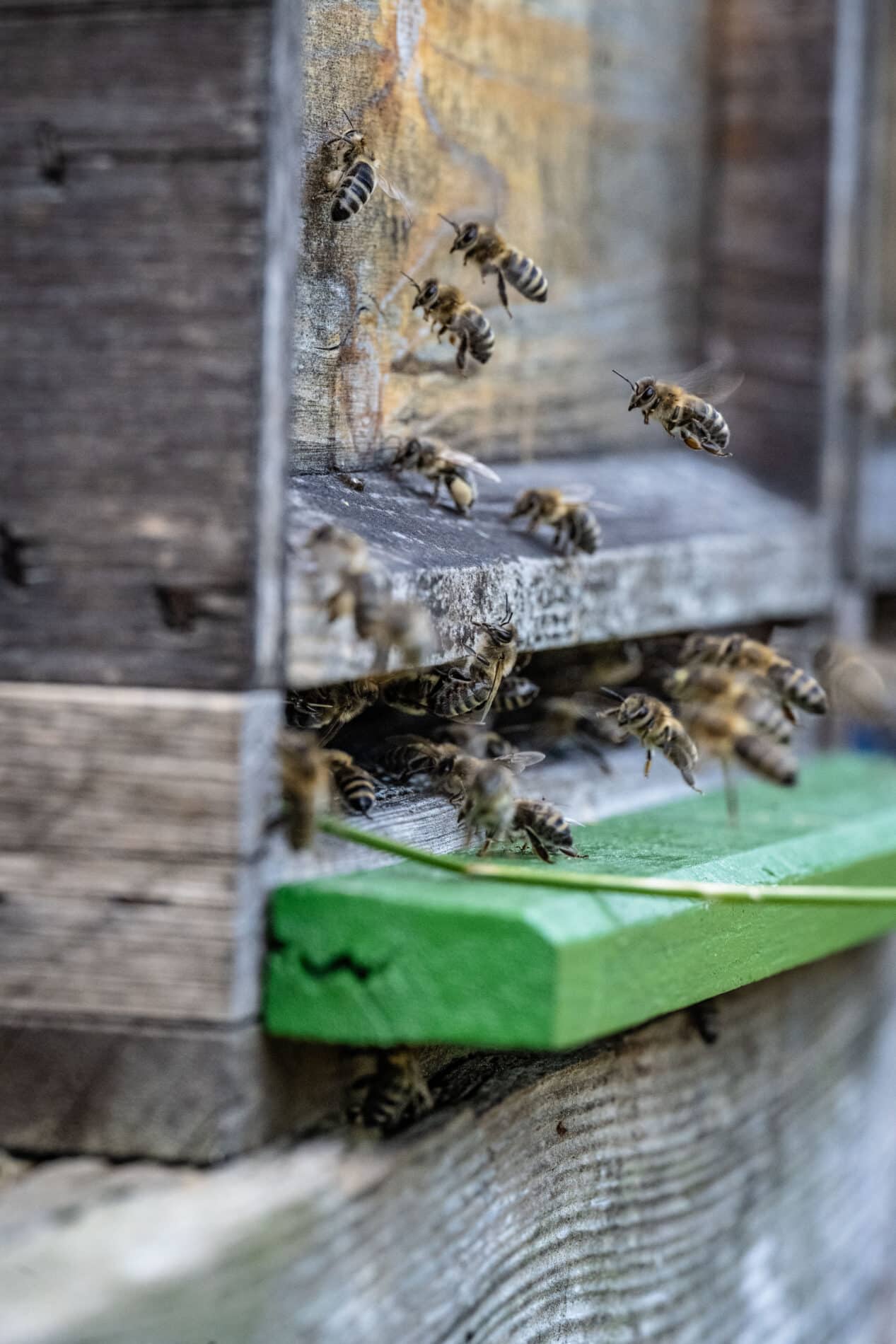 Bienen auf Juist Belegstation