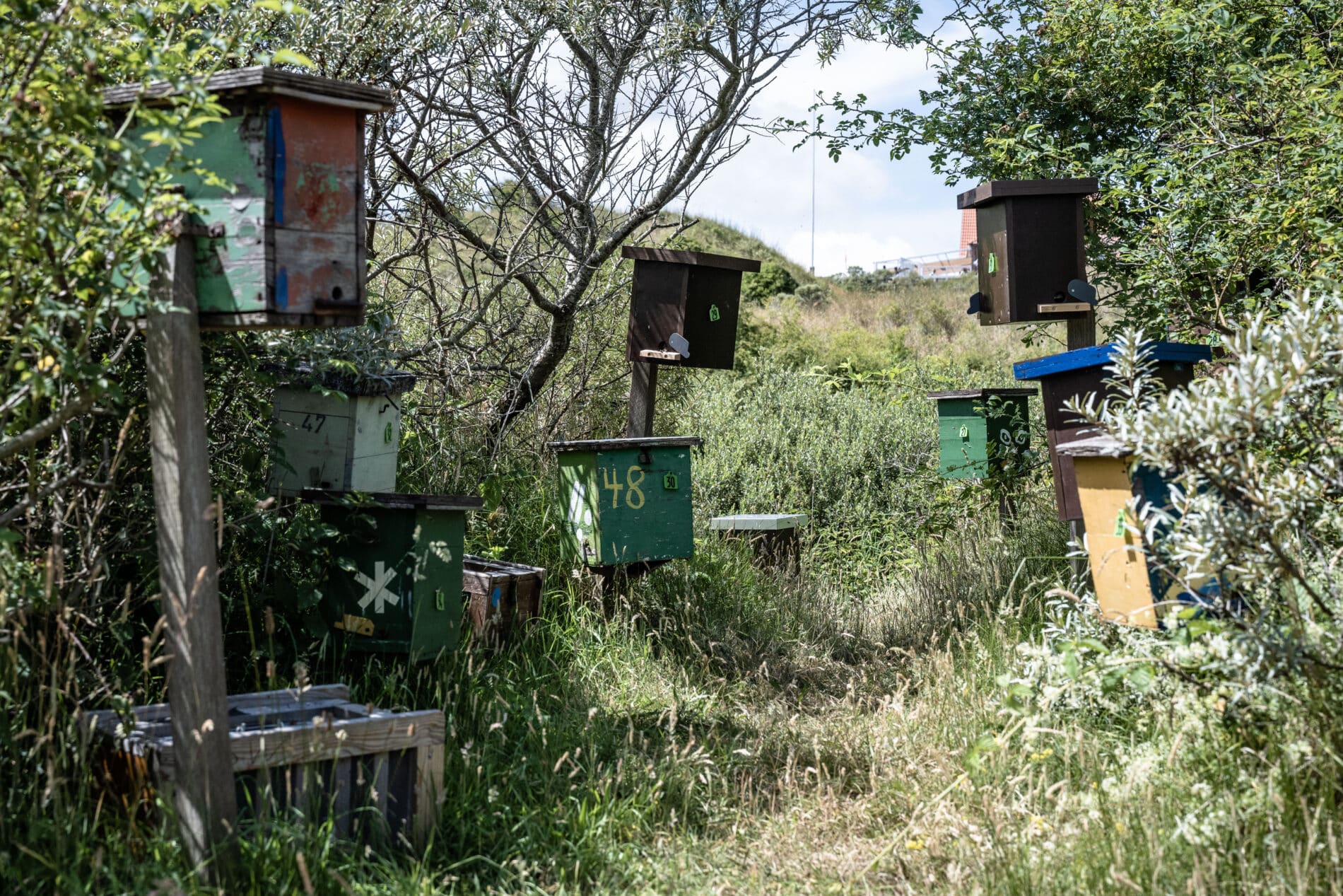 Bienen auf Juist Belegstation