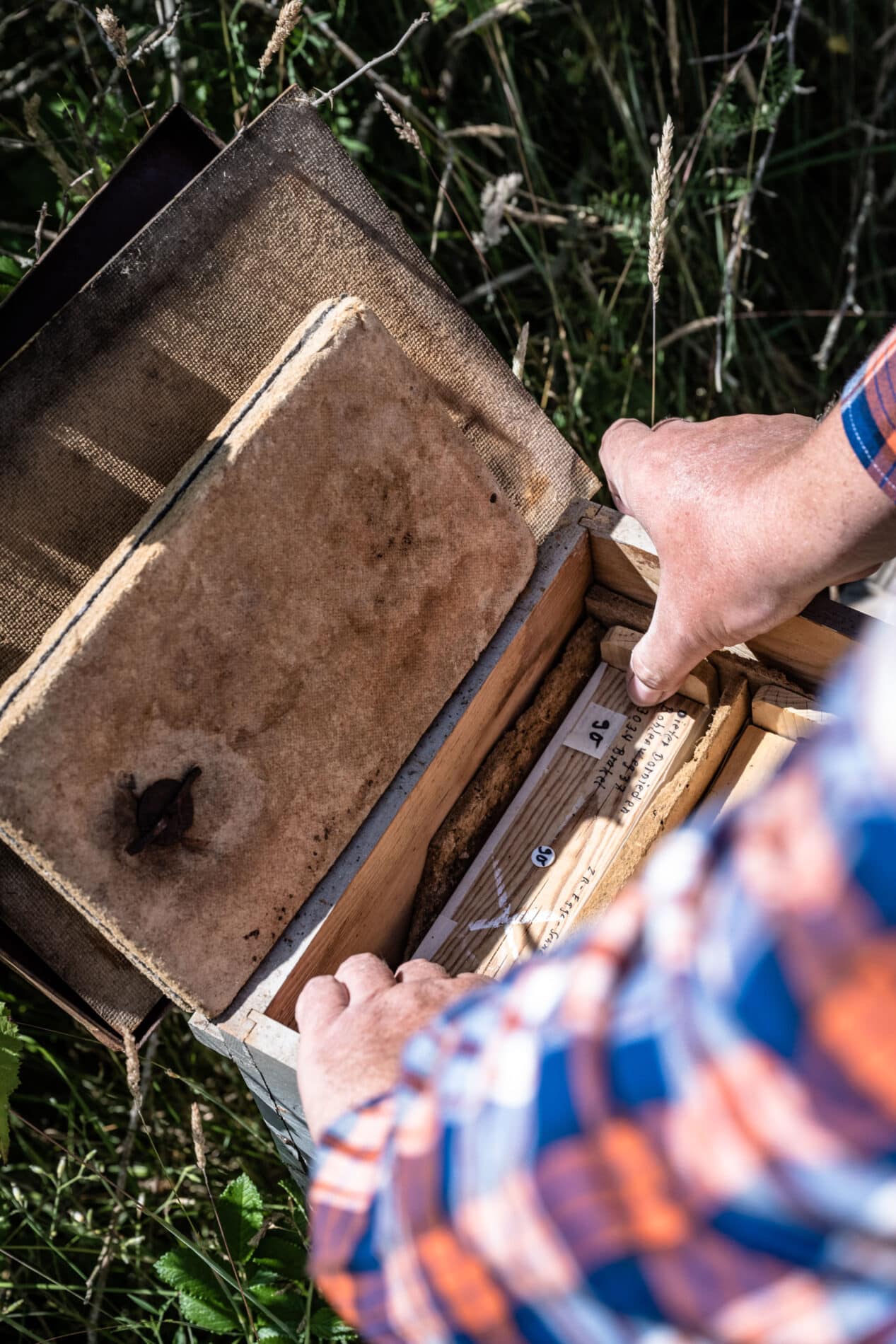 Bienen auf Juist Belegstation