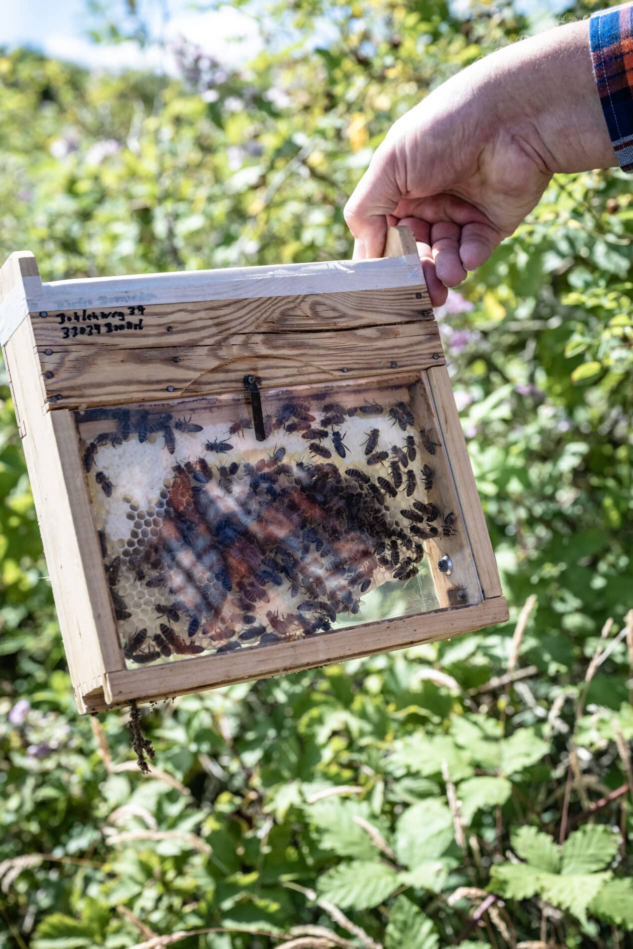 Bienen auf Juist Belegstation